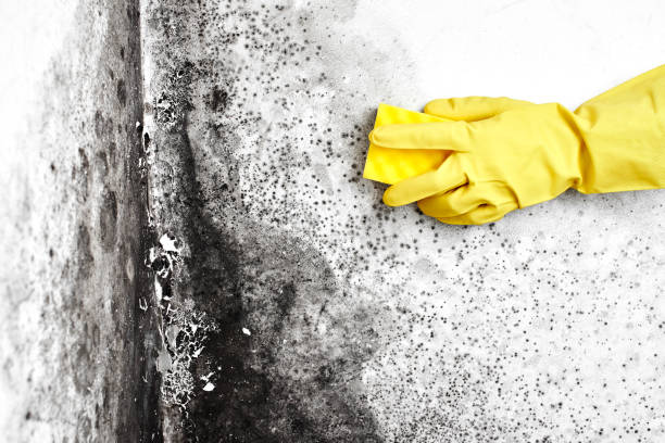 Best Mold Removal and Inspection  in Star City, WV