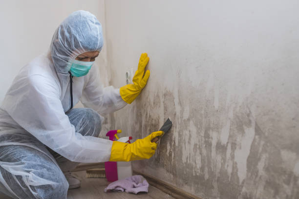 Best Mold Remediation  in Star City, WV