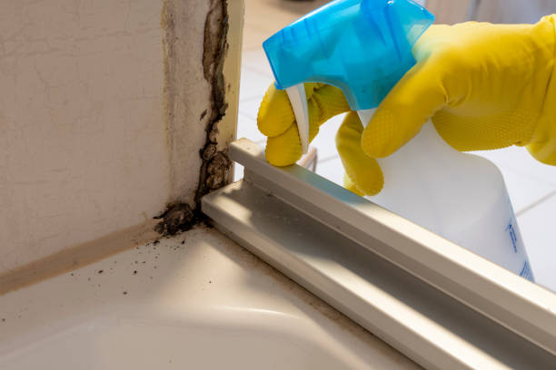 Trusted Star City, WV Mold Removal Experts