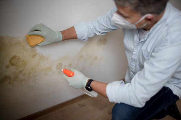 Best Mold Testing and Removal  in Star City, WV