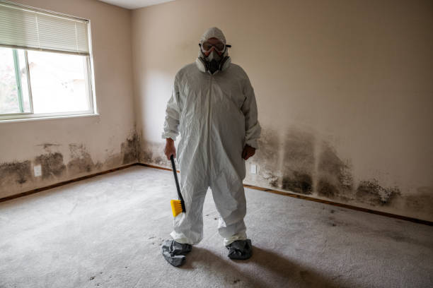 Best Same-Day Mold Removal  in Star City, WV