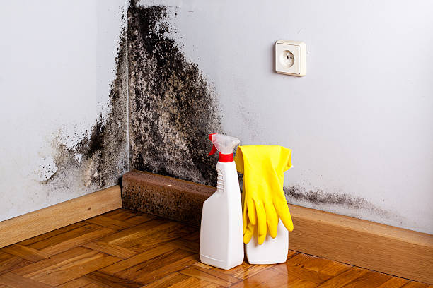 Mold Testing and Removal in Star City, WV