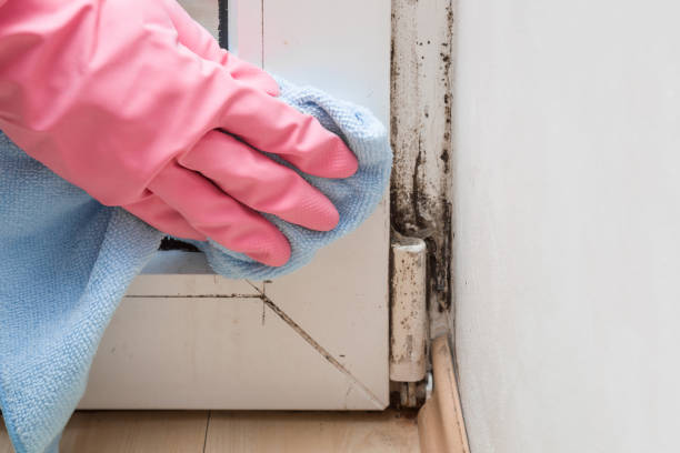 Best Mold Removal Company Near Me  in Star City, WV