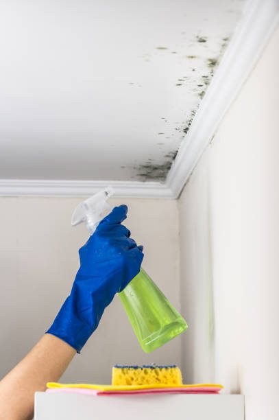 Best Emergency Mold Removal  in Star City, WV